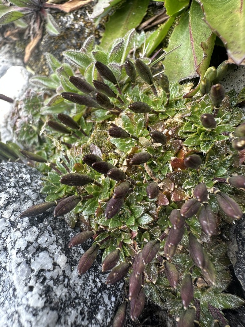 Borealandea colombiana