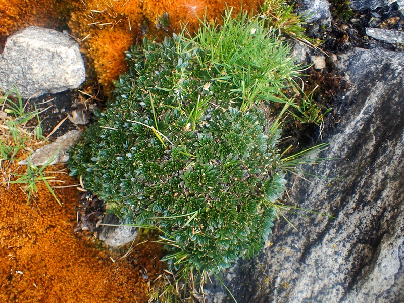 Borealandea colombiana photo 3
