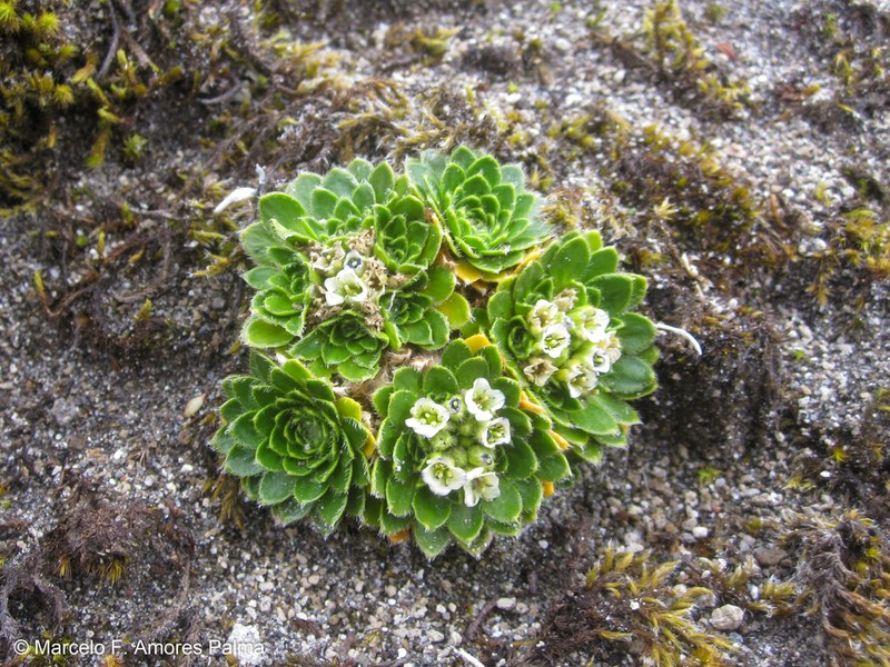 Borealandea nubigena