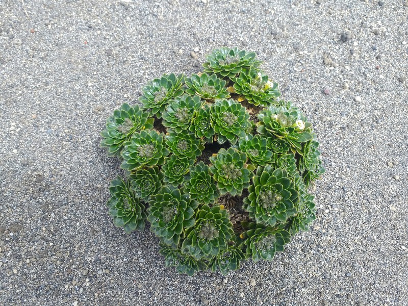 Borealandea nubigena photo 3