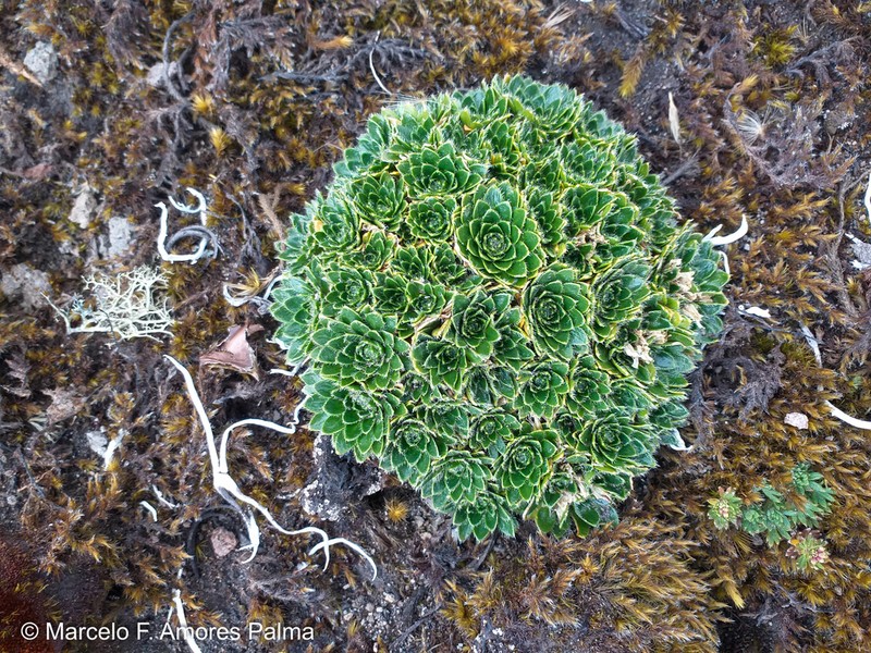 Borealandea nubigena photo 4