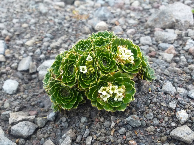 Borealandea nubigena photo 6