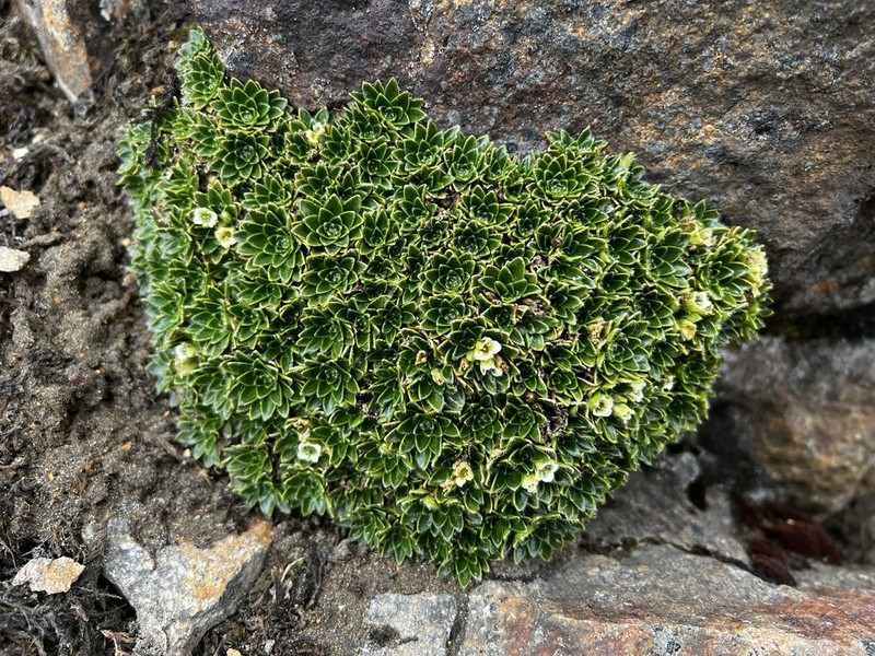 Borealandea nubigena photo 7