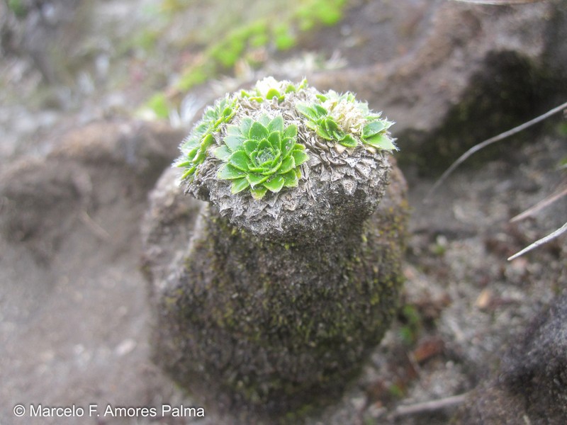 Borealandea nubigena photo 8