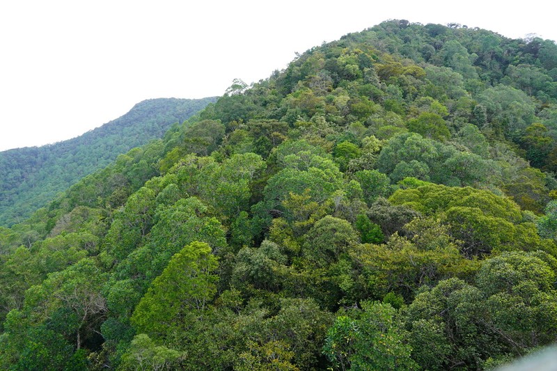 Borneodendron aenigmaticum