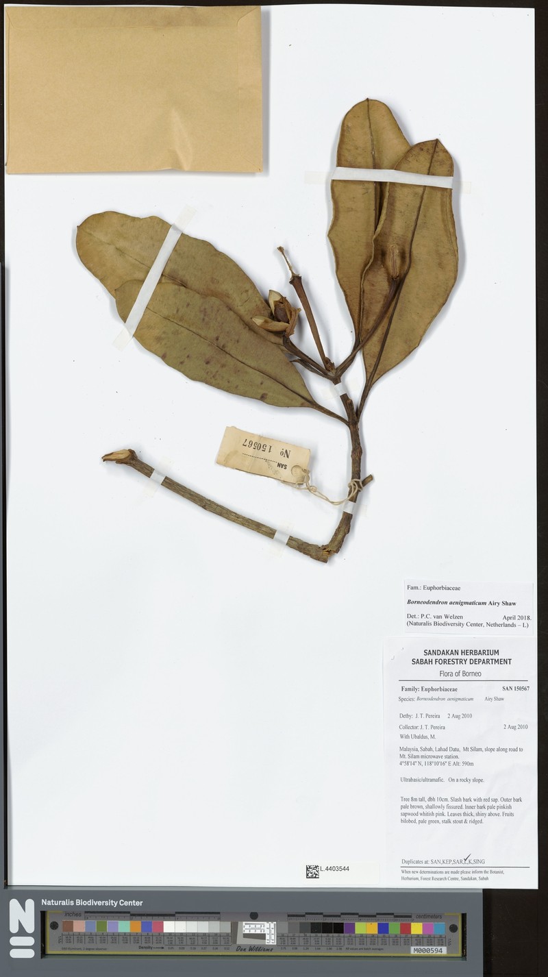 Borneodendron aenigmaticum photo 2