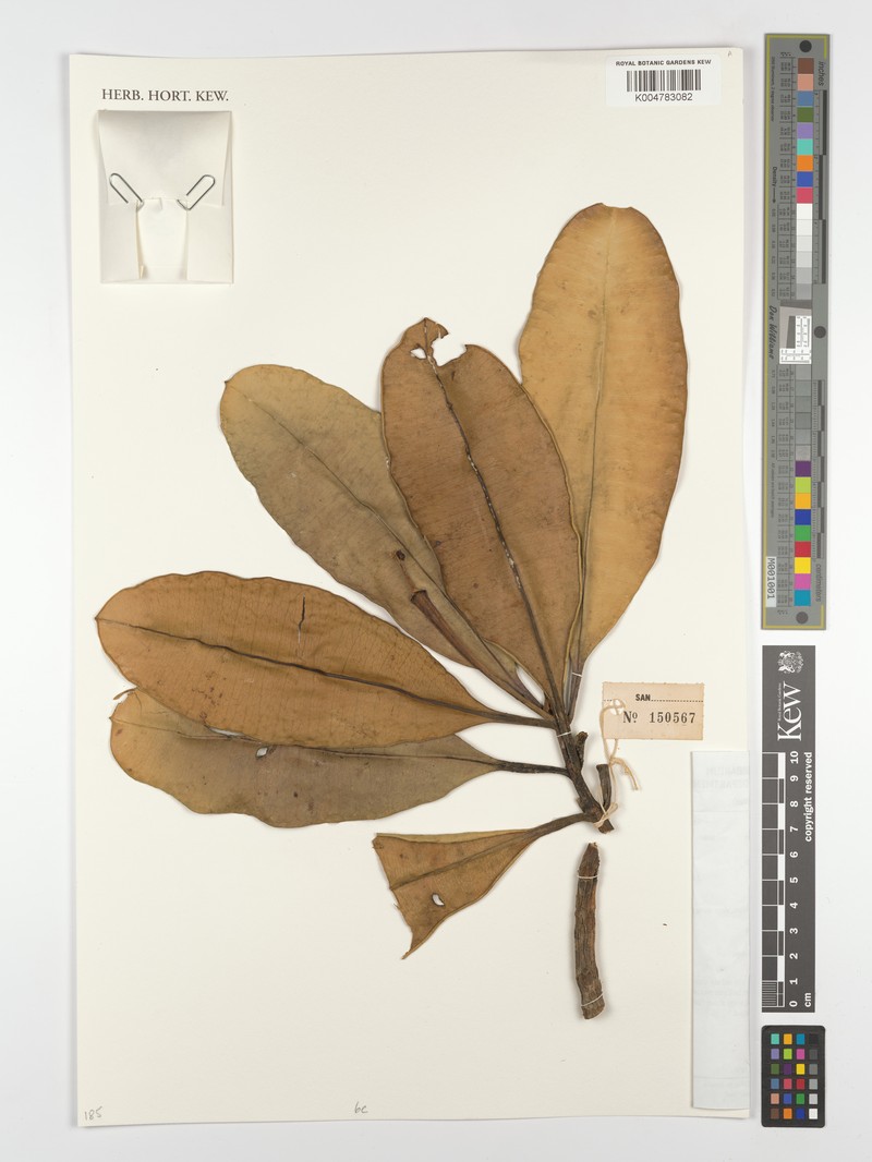Borneodendron aenigmaticum photo 3