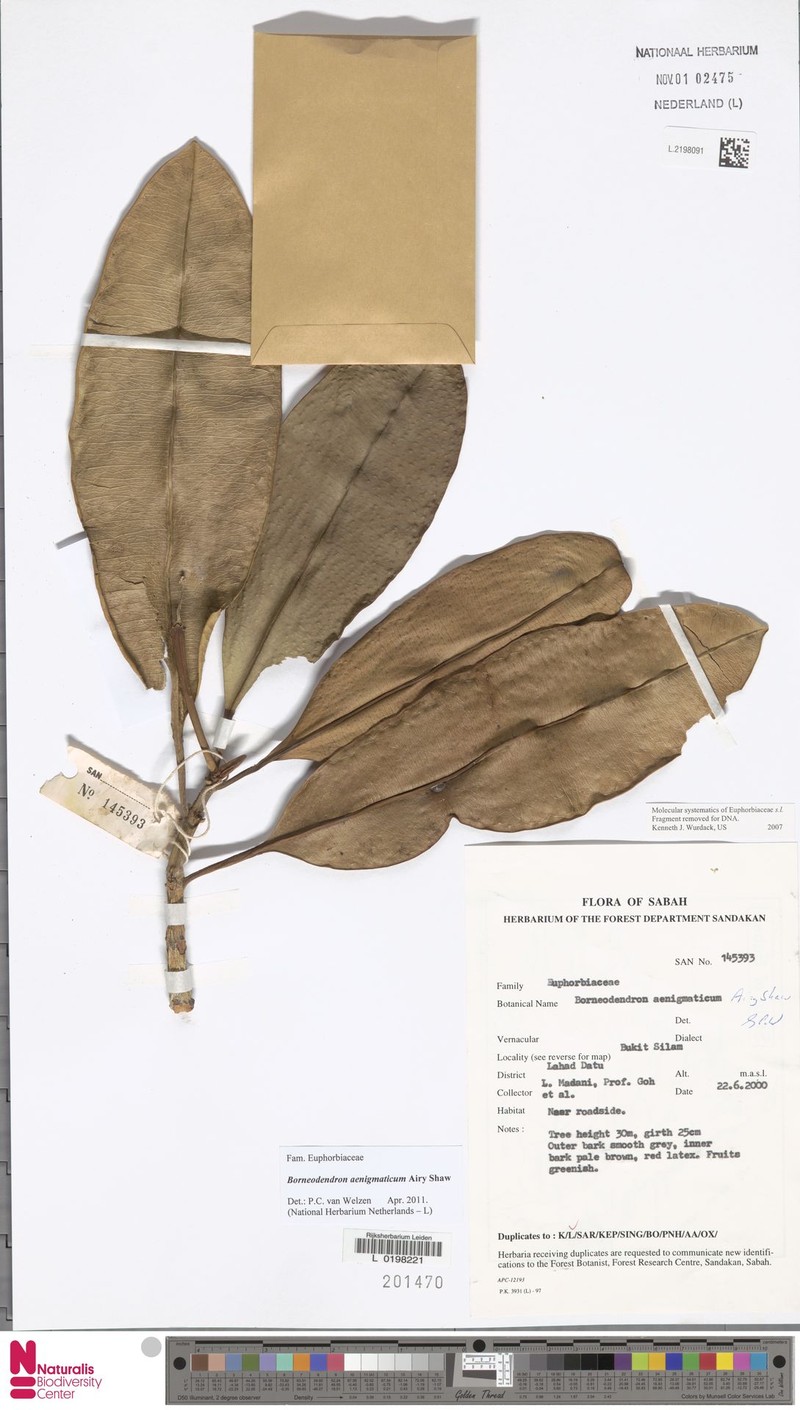 Borneodendron aenigmaticum photo 4
