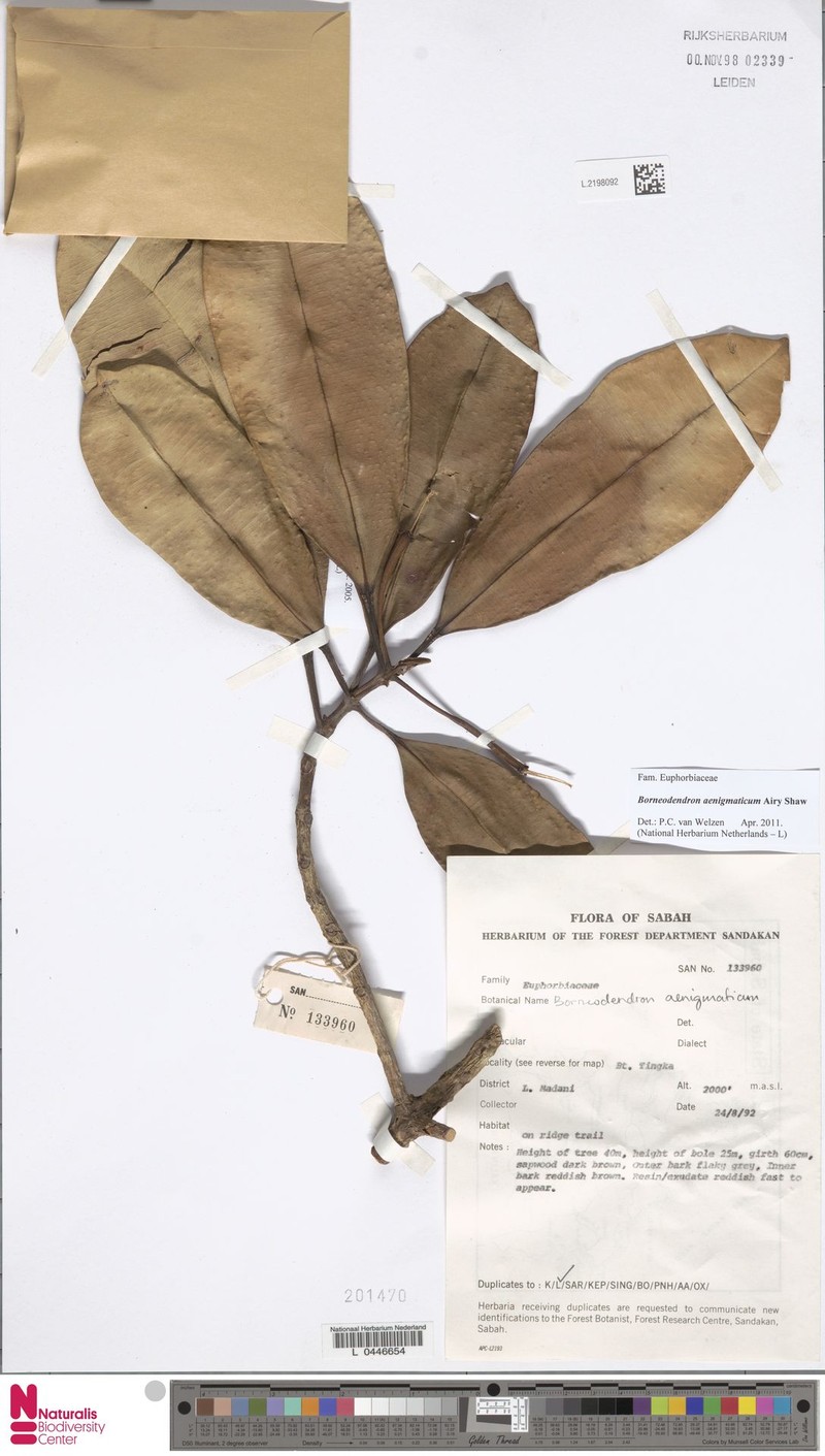 Borneodendron aenigmaticum photo 5