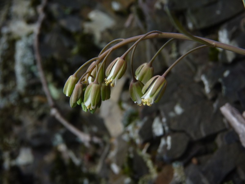 Borodinia burkii
