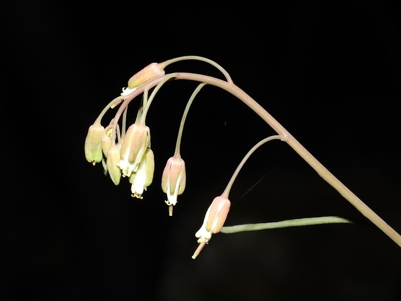 Borodinia burkii photo 3