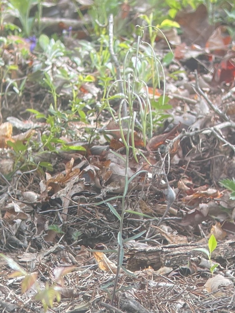 Borodinia burkii photo 6