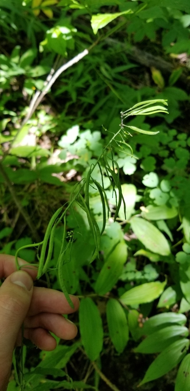Sicklepod