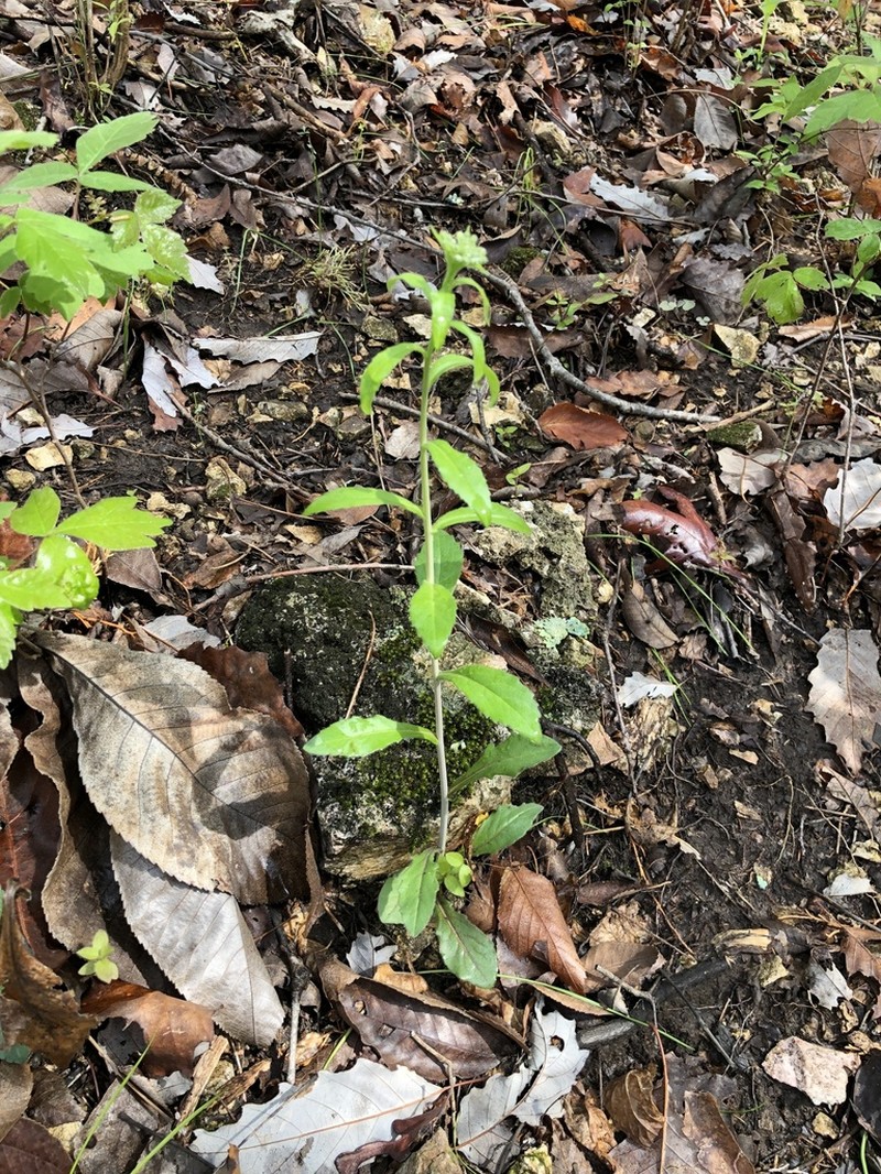 Sicklepod photo 2