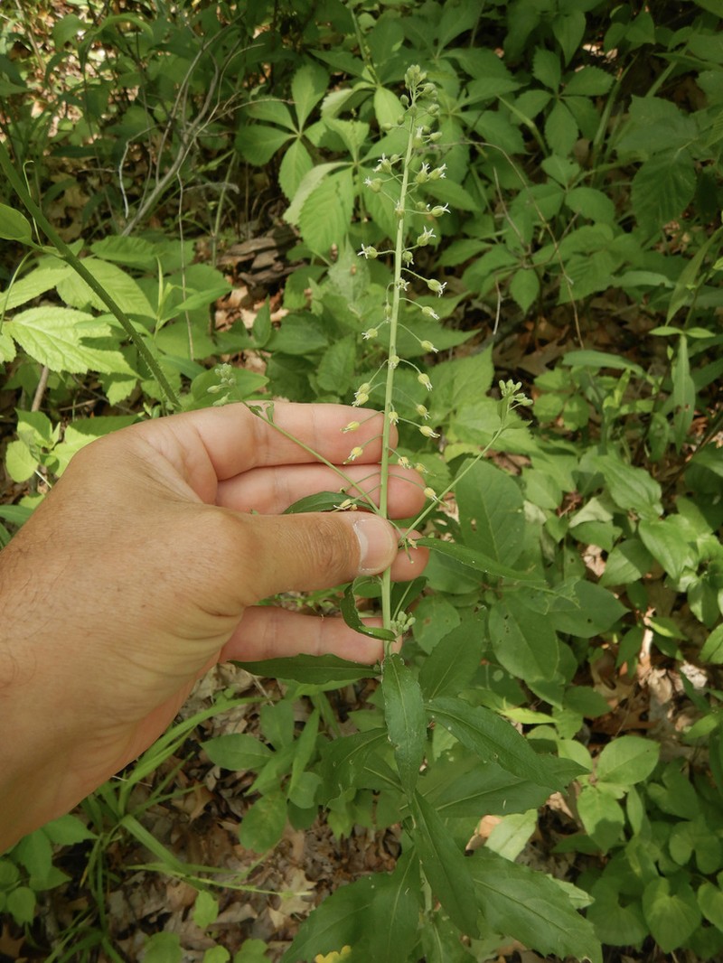 Sicklepod photo 3