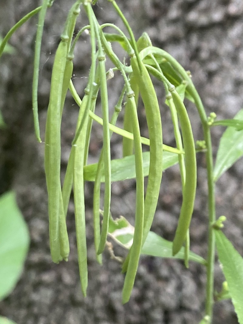 Sicklepod photo 4