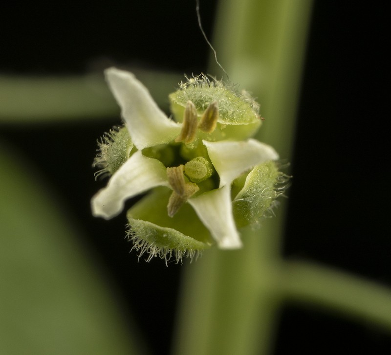 Sicklepod photo 5