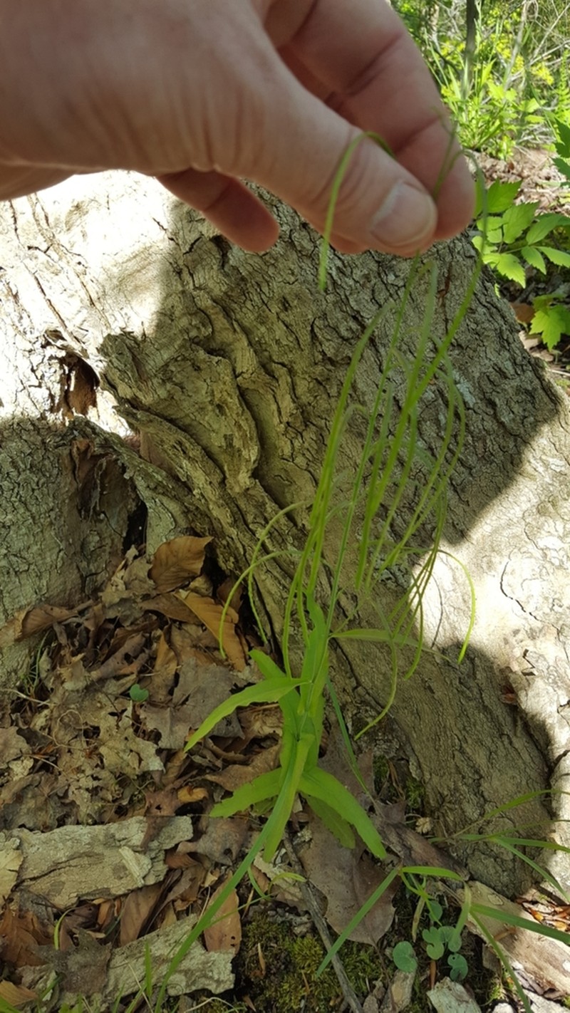 Sicklepod photo 6