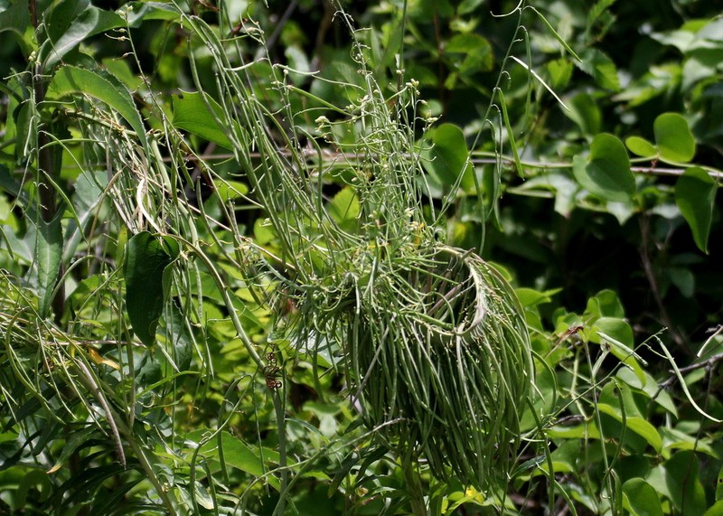 Sicklepod photo 7