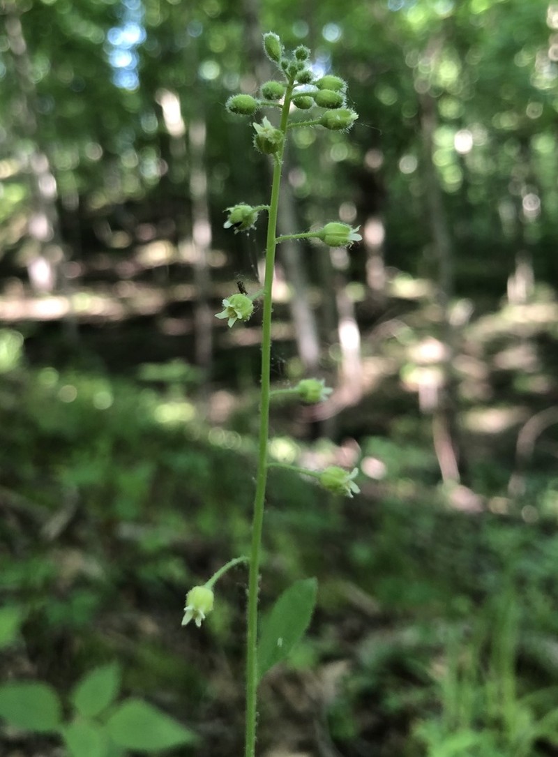 Sicklepod photo 8
