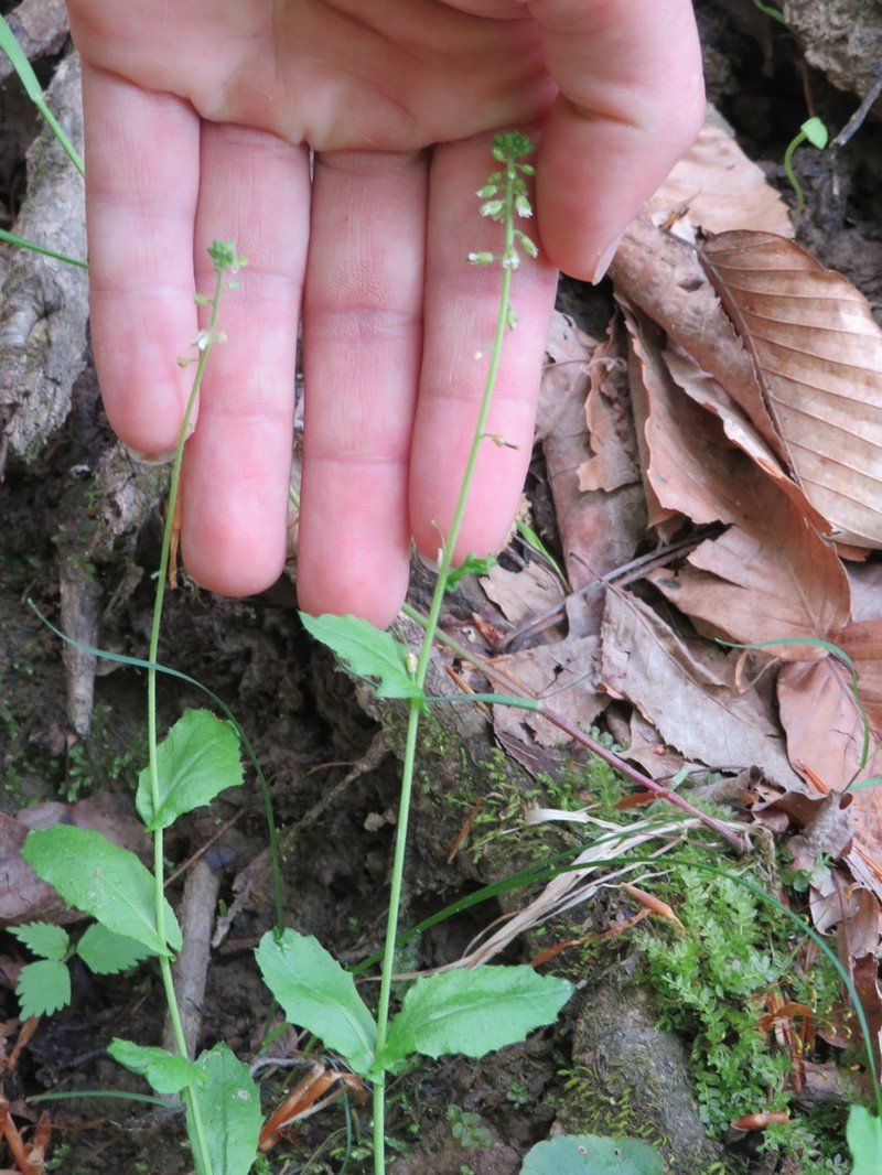 Short's Rockcress