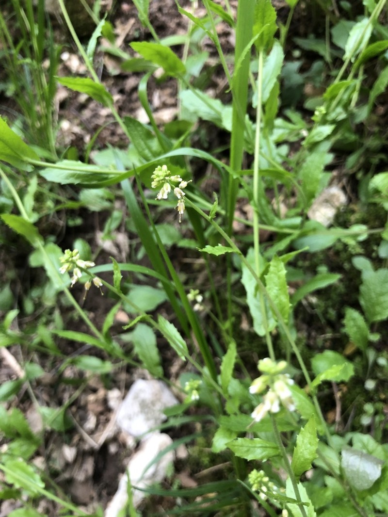 Short's Rockcress photo 2
