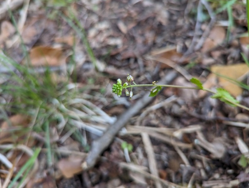 Short's Rockcress photo 3