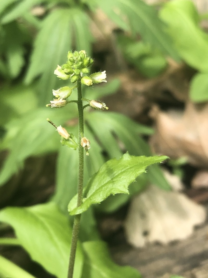 Short's Rockcress photo 4