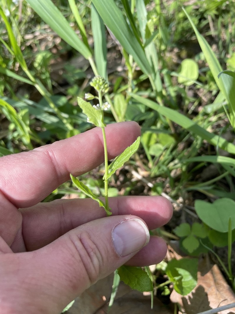 Short's Rockcress photo 5