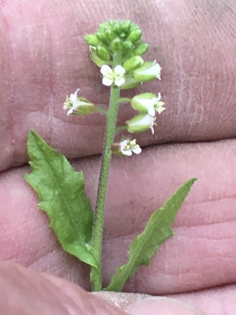 Short's Rockcress photo 7