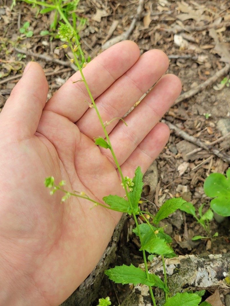 Short's Rockcress photo 8
