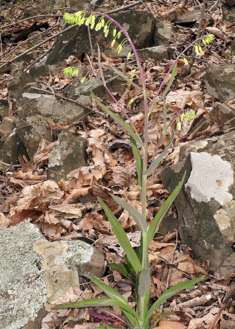Smooth Rockcress photo 2