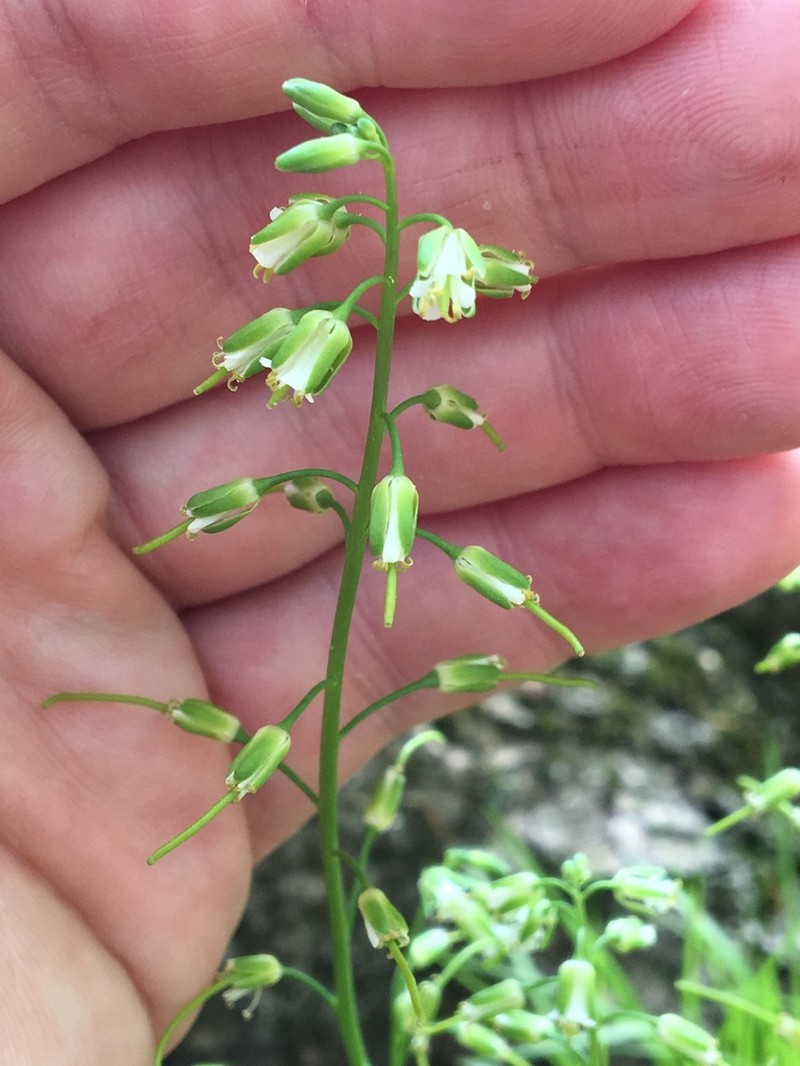 Smooth Rockcress photo 3