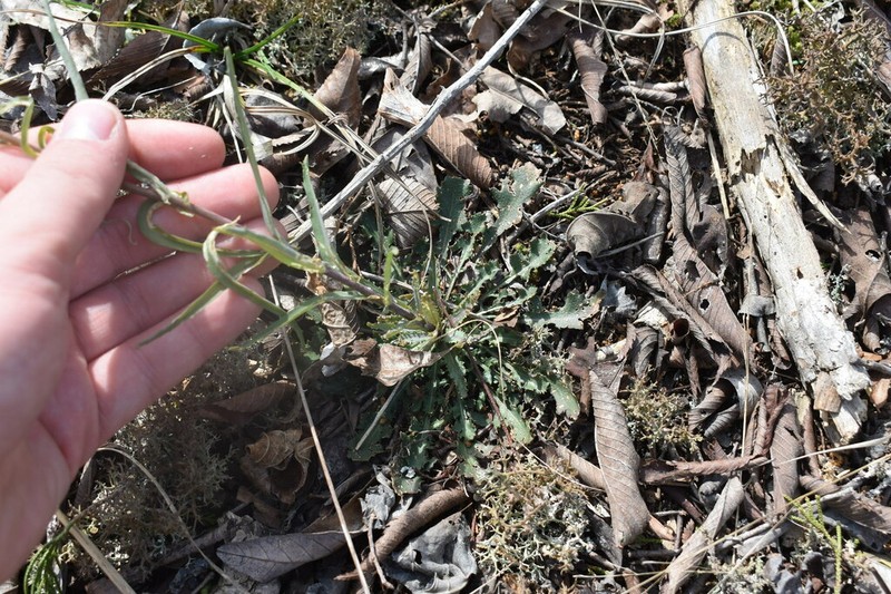 Smooth Rockcress photo 5