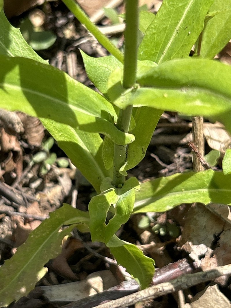 Smooth Rockcress photo 7