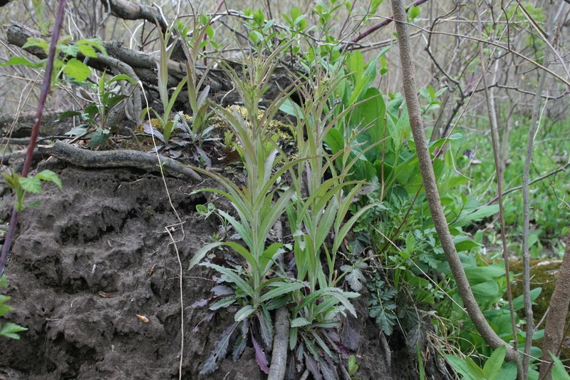 Smooth Rockcress photo 8