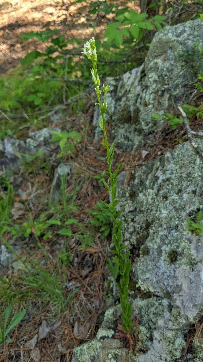 Green Rockcress
