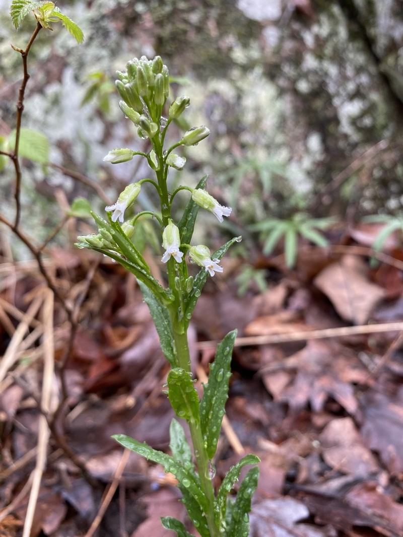 Green Rockcress photo 3