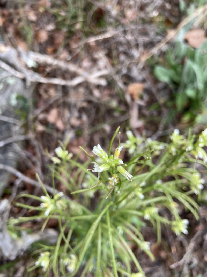 Green Rockcress photo 4