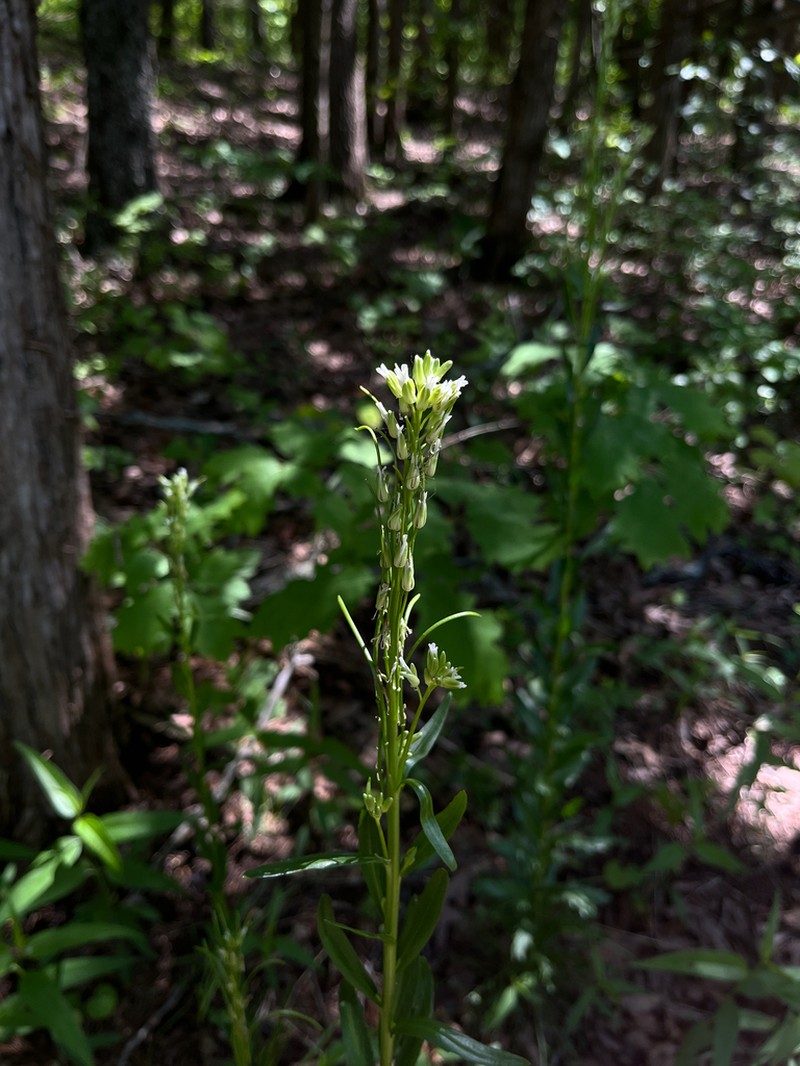 Green Rockcress photo 5