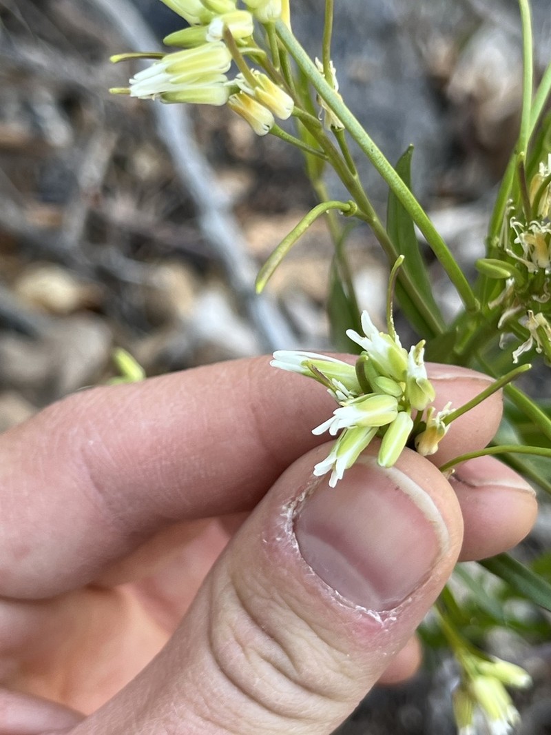 Green Rockcress photo 7