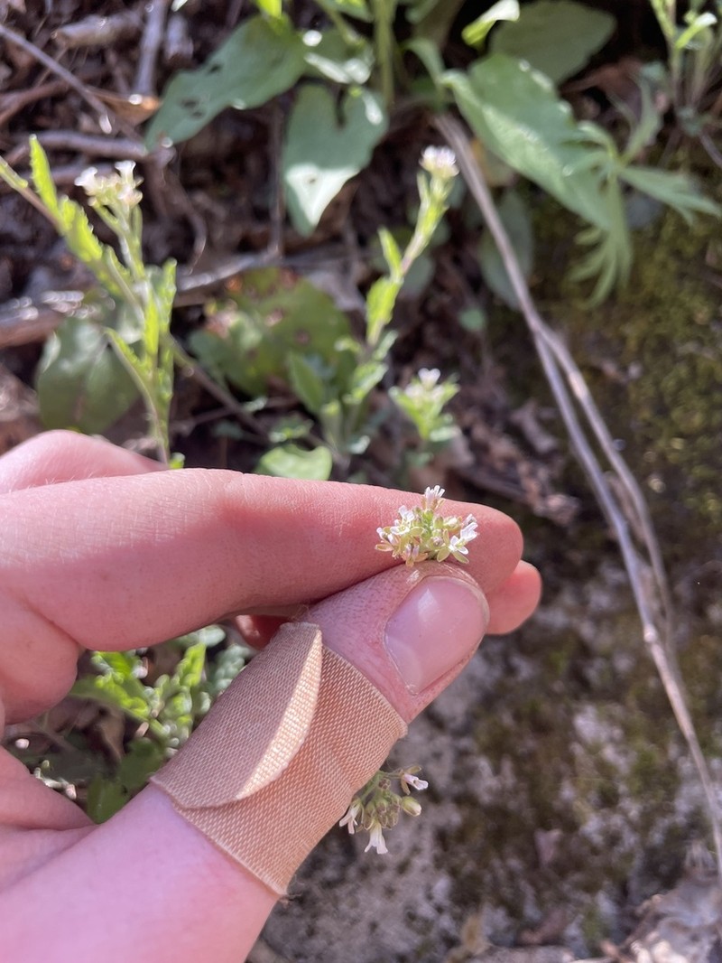 Braun's Rockcress photo 2