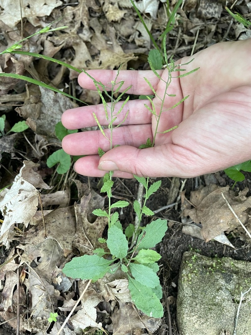 Braun's Rockcress photo 3