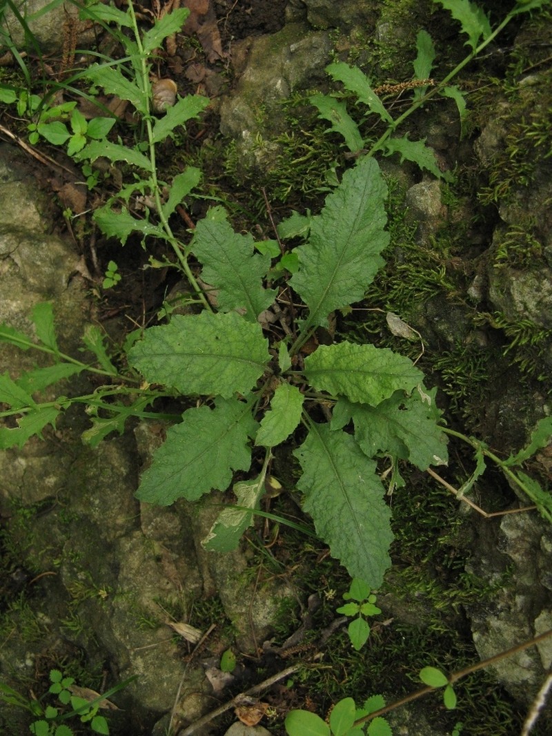 Braun's Rockcress photo 5