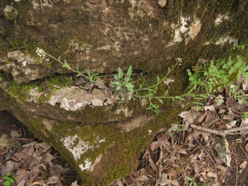 Braun's Rockcress photo 6