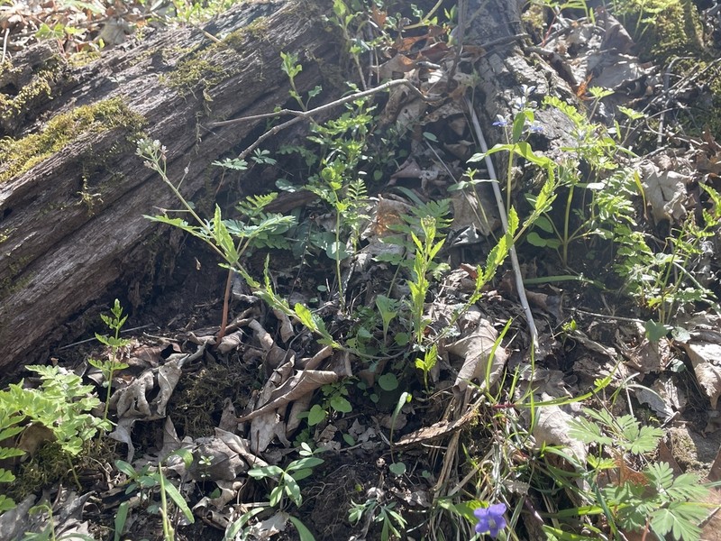 Braun's Rockcress photo 7