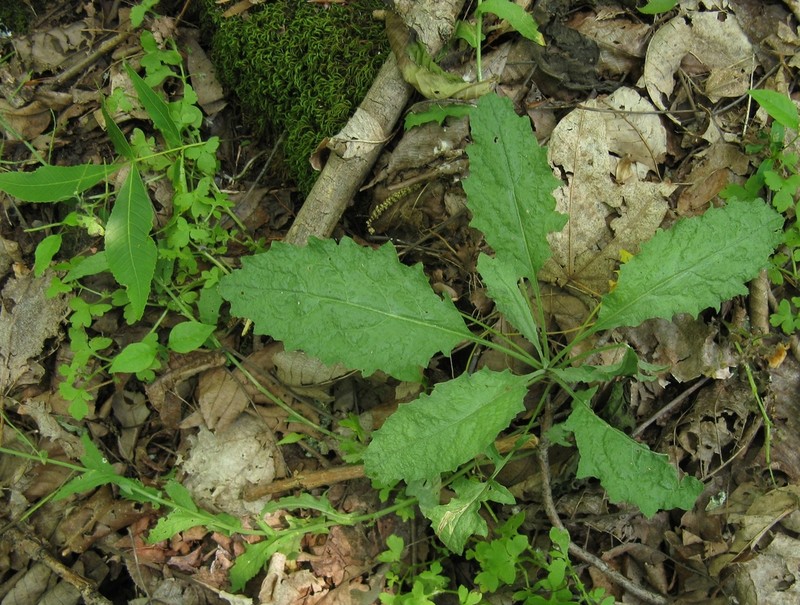 Braun's Rockcress photo 8