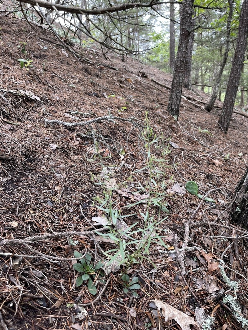 Shale Barren Rockcress
