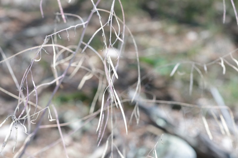 Shale Barren Rockcress photo 4