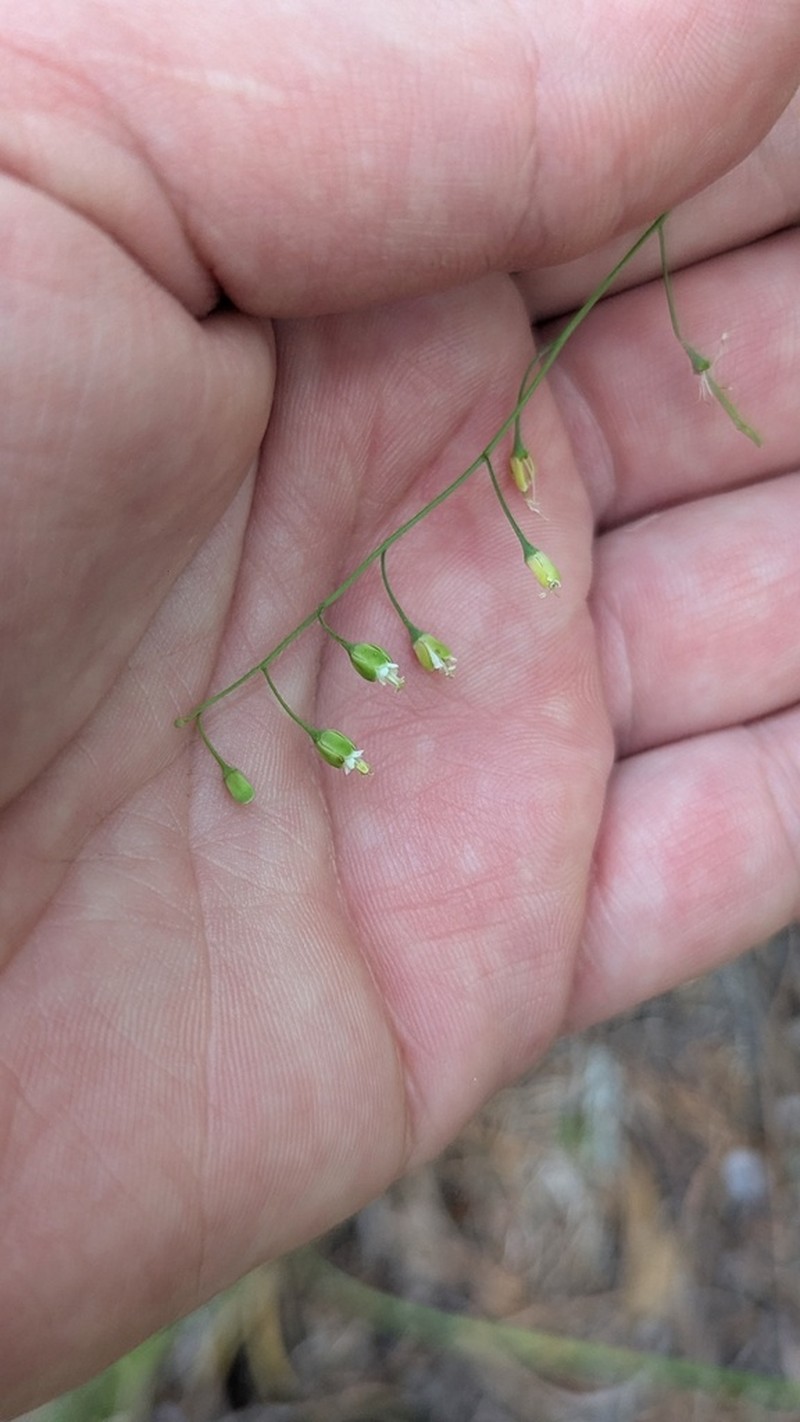 Shale Barren Rockcress photo 5